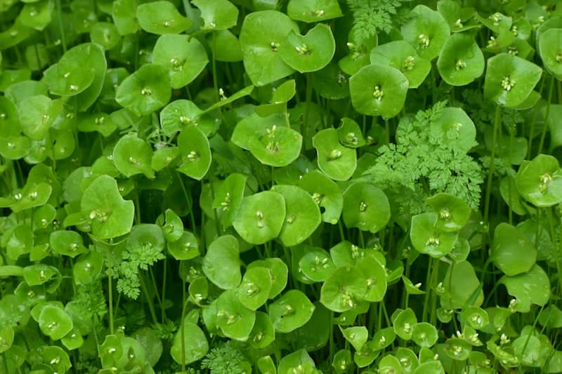 St. Patrick's Day celebration with green decorations and shamrocks